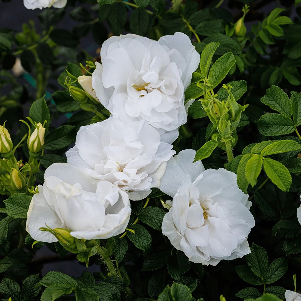 Rosa ‘Blanc Double de Coubert’
