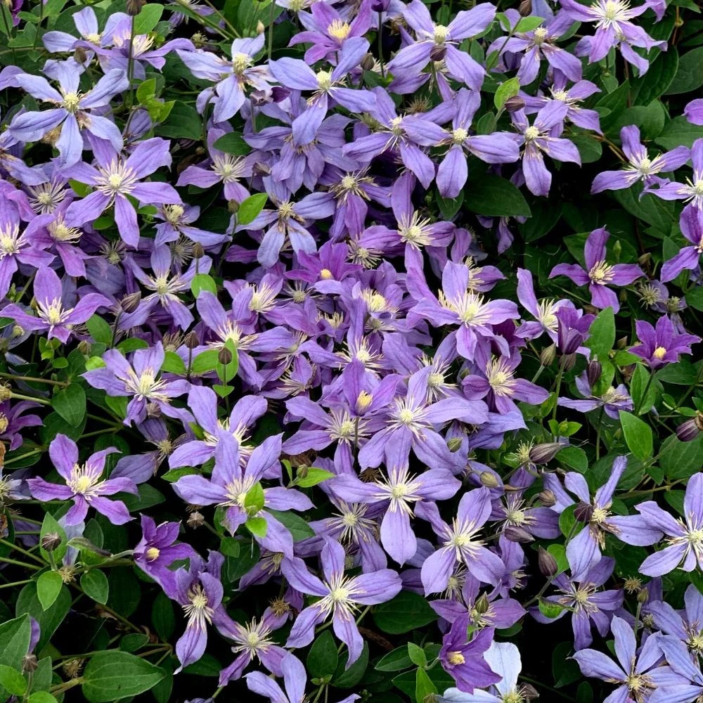 Clematis 'Arabella' 