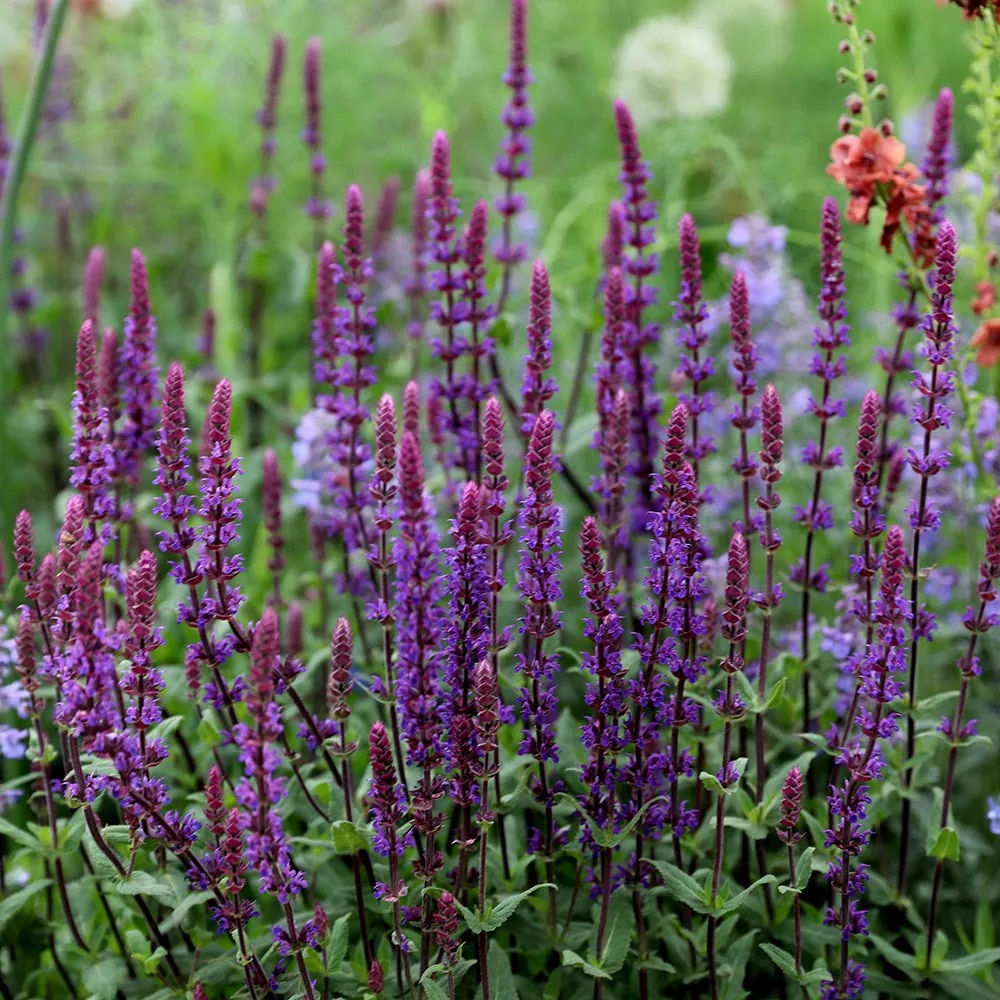  Salvia 'Cardonna' 