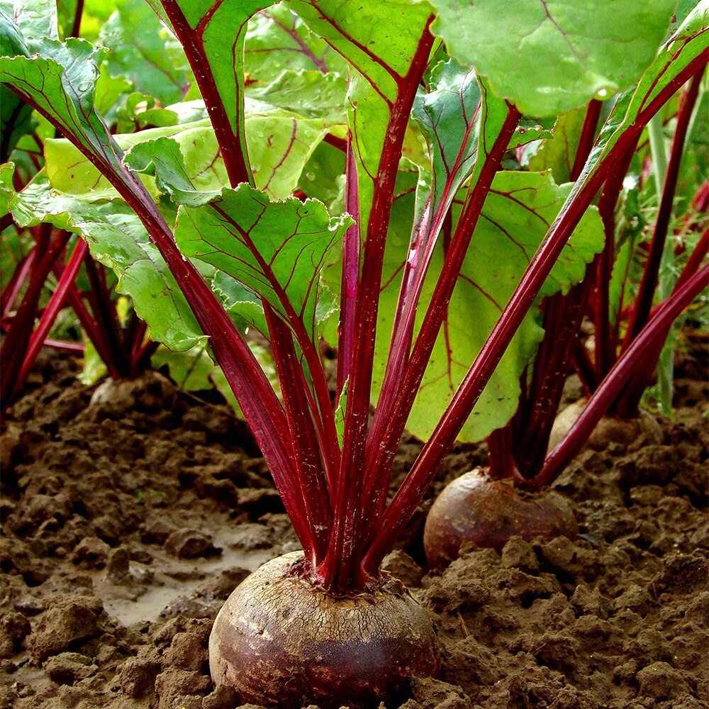 beetroot 'Boltardy'