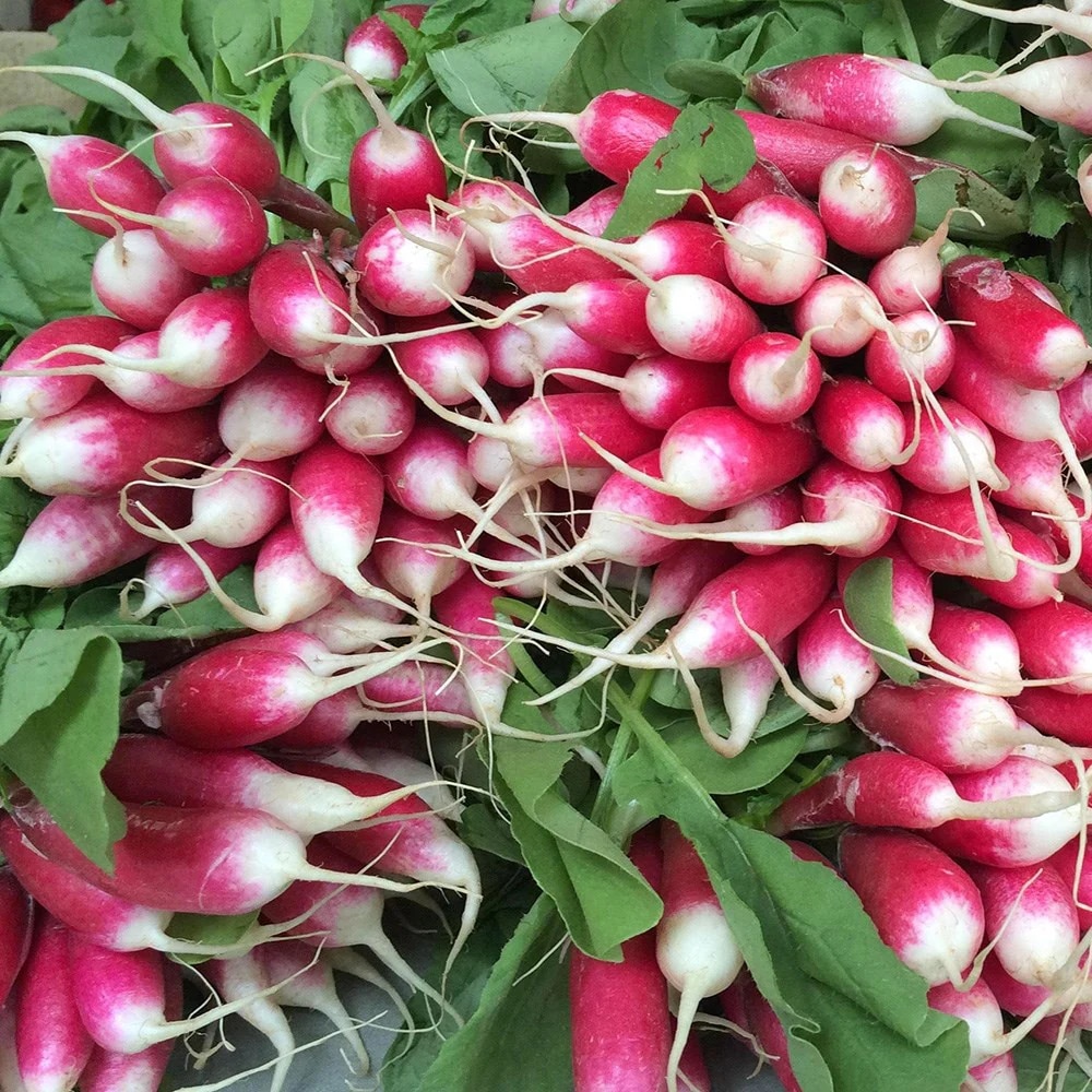 radish 'French Breakfast 3'