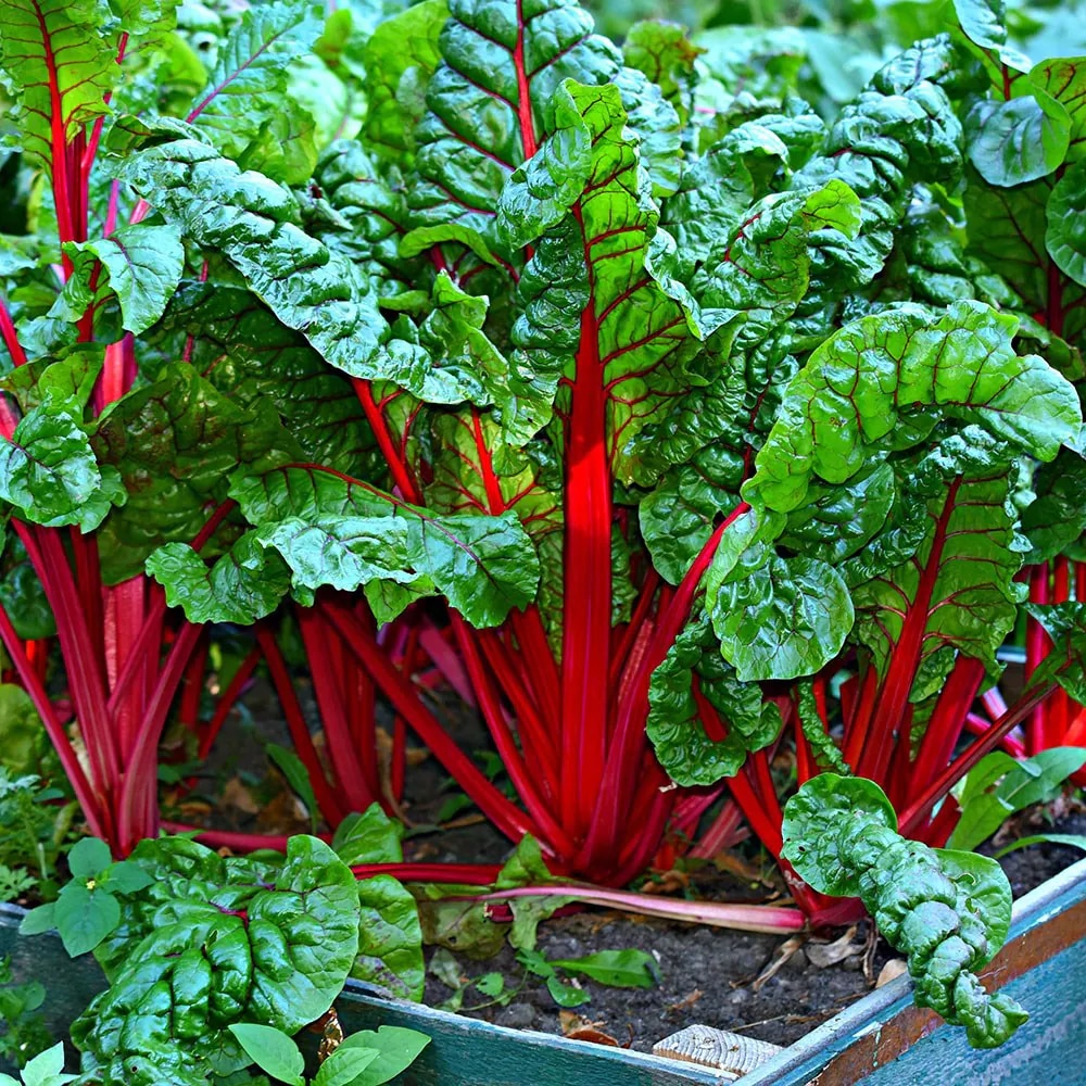 chard 'Rhubarb Chard'