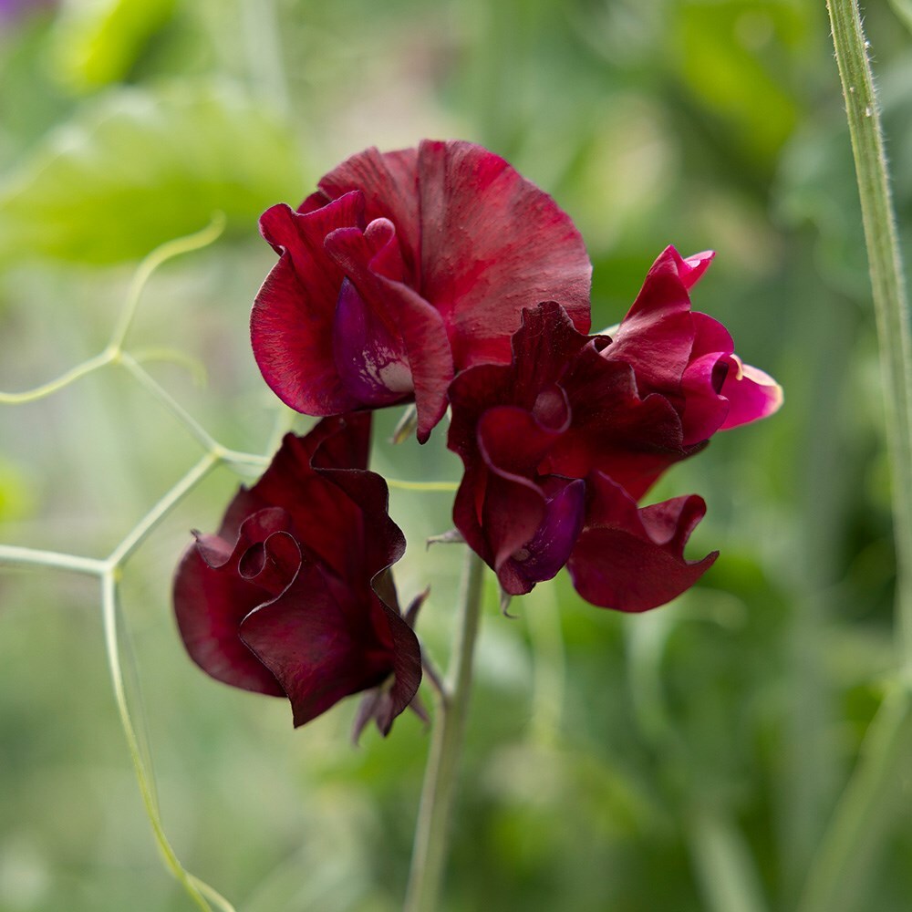 Lathyrus odoratus ‘Windsor’ 
