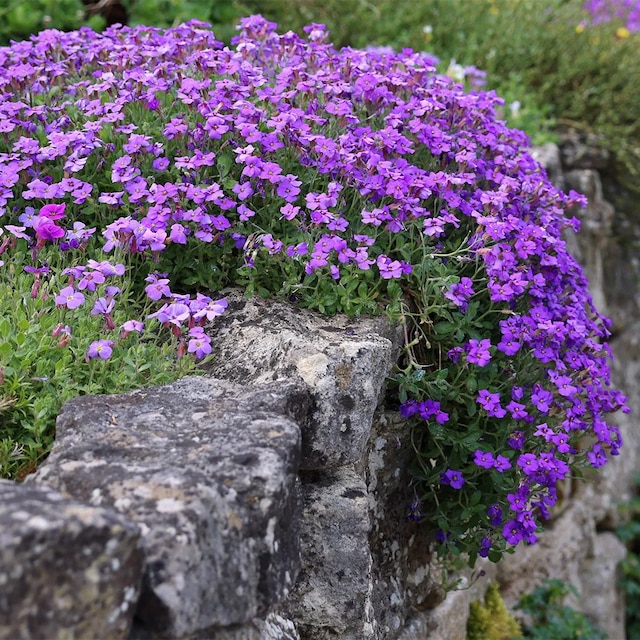 Aubrieta 'Purple Cascade' 