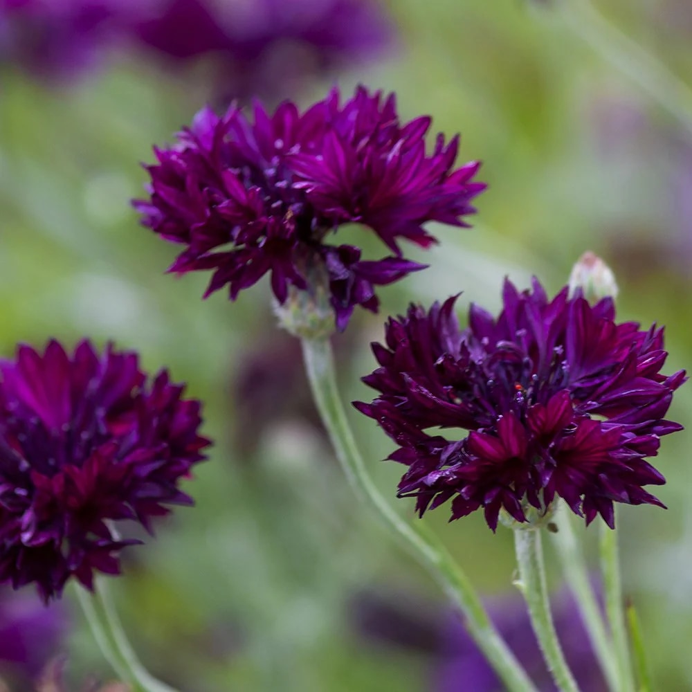 Centaurea cyanus 'Black Ball'