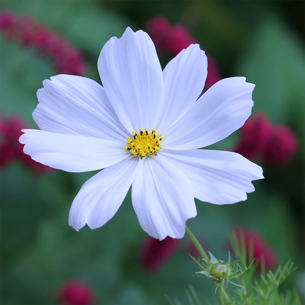 Cosmos bipinnatus 'Purity'