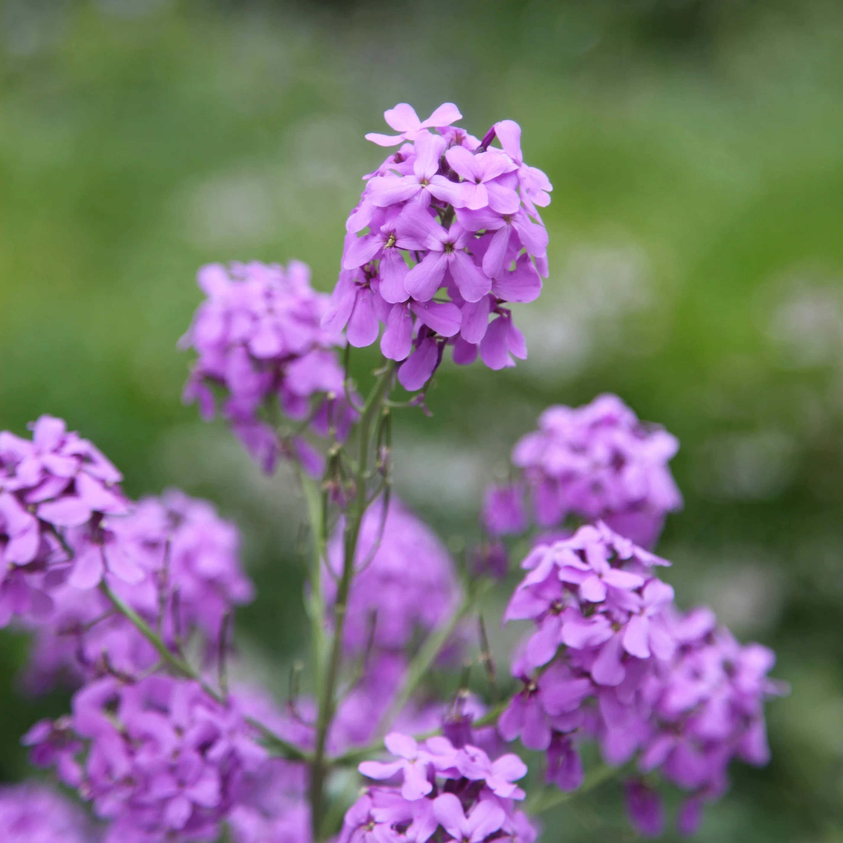 Hesperis matronalis