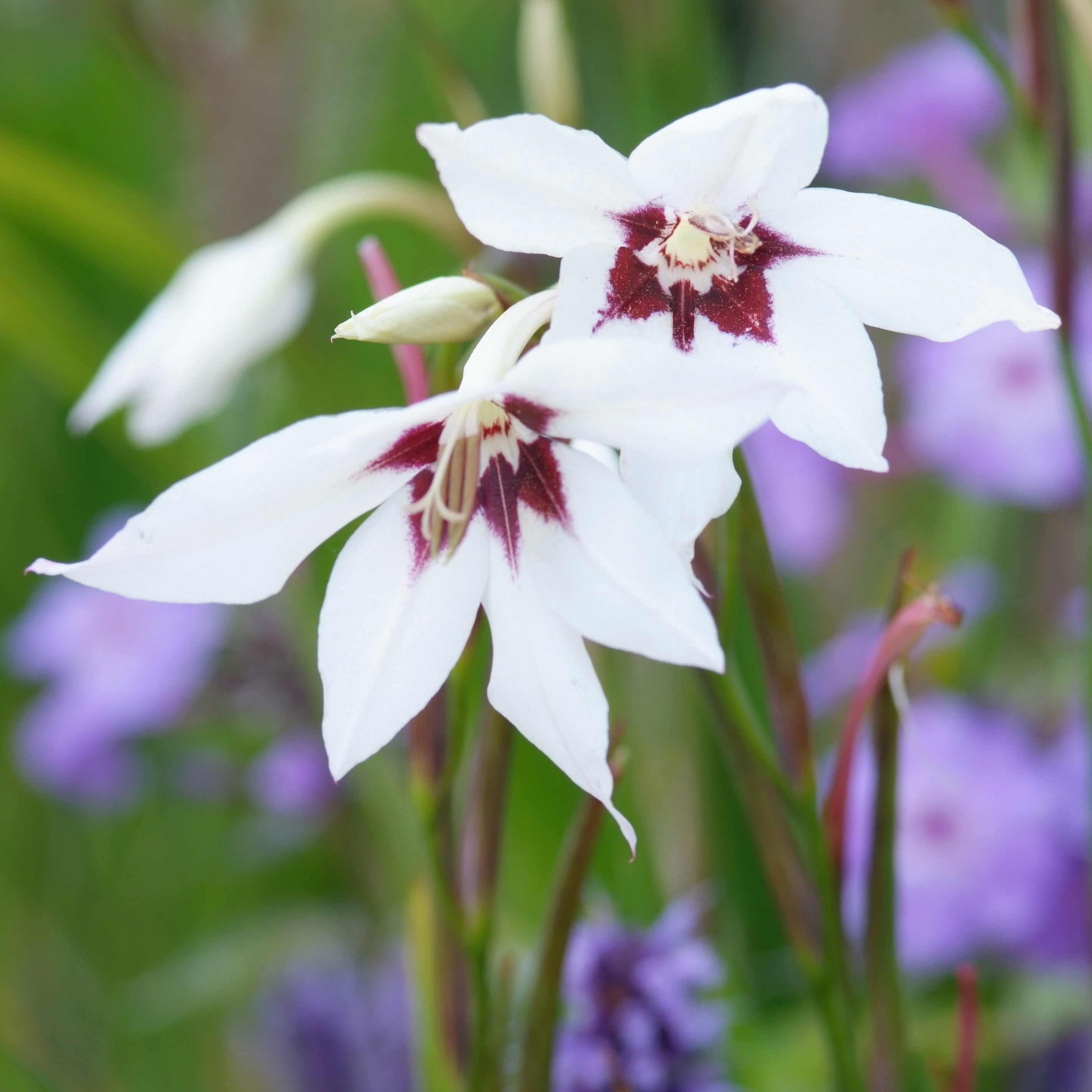 Gladiolus murielae