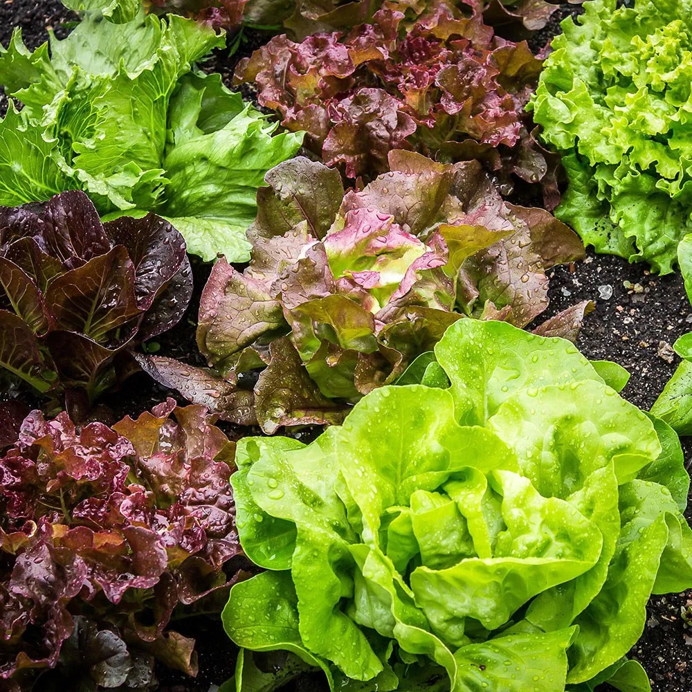 lettuce 'Mixed'