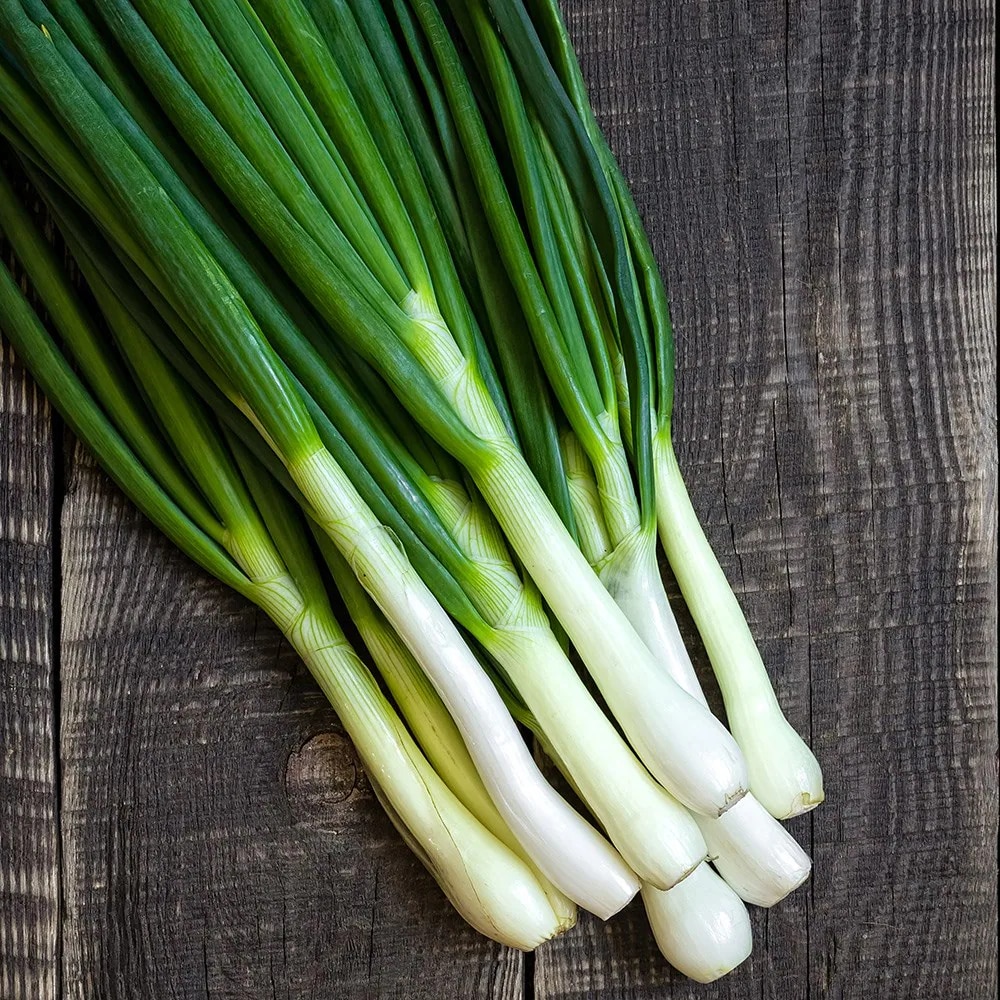 spring onion 'White Lisbon'