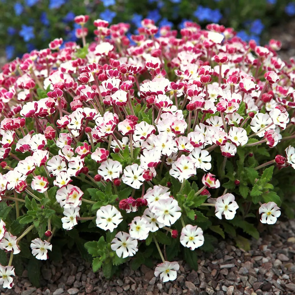 Zaluzianskya ovata