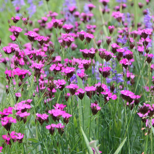 Dianthus carthusianorum