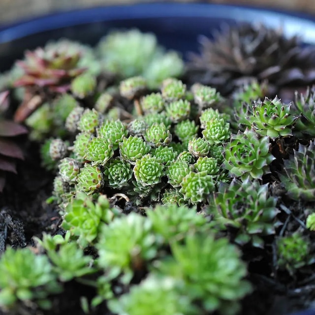 Sempervivum