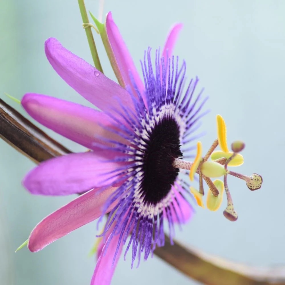Passiflora ‘Amethyst’
