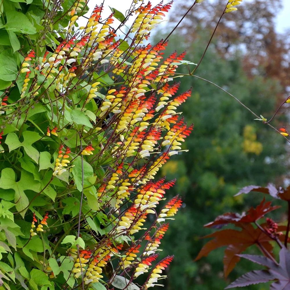 Ipomoea lobata