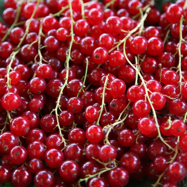 redcurrant 'Jonkheer van Tets'