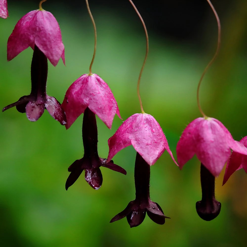 Rhodochiton atrosanguineus 