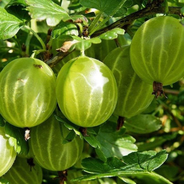 gooseberry 'Hinnonmaki Yellow' 
