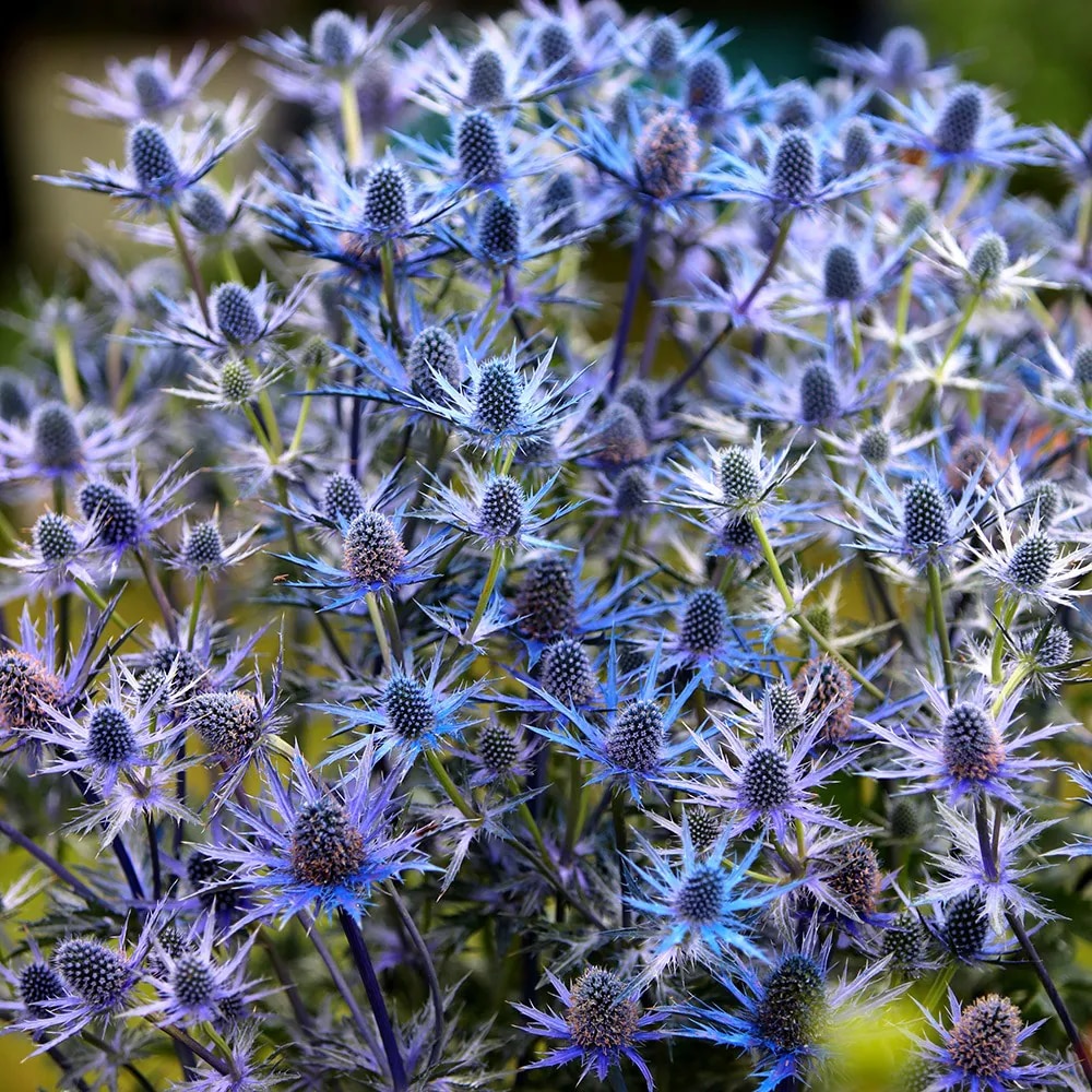 Eryngium × olivierianum 'Big Blue'