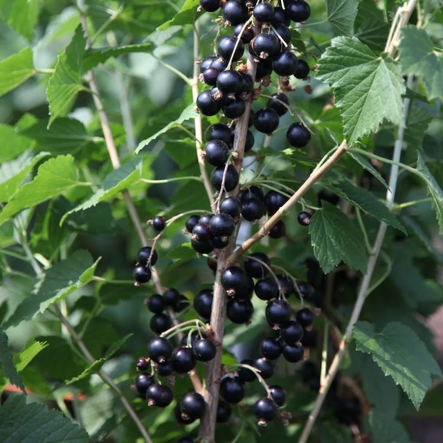 blackcurrant 'Big Ben'