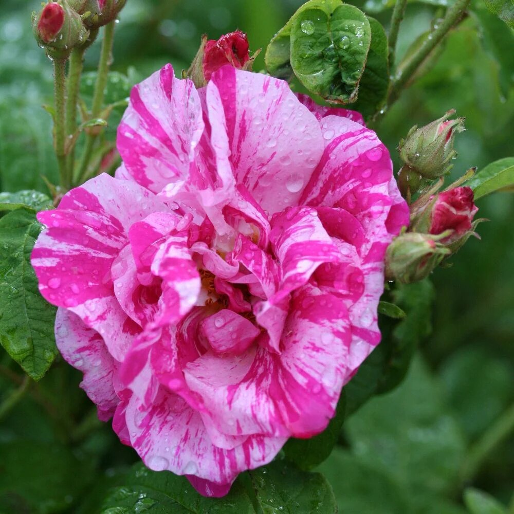 Rosa Mundi 