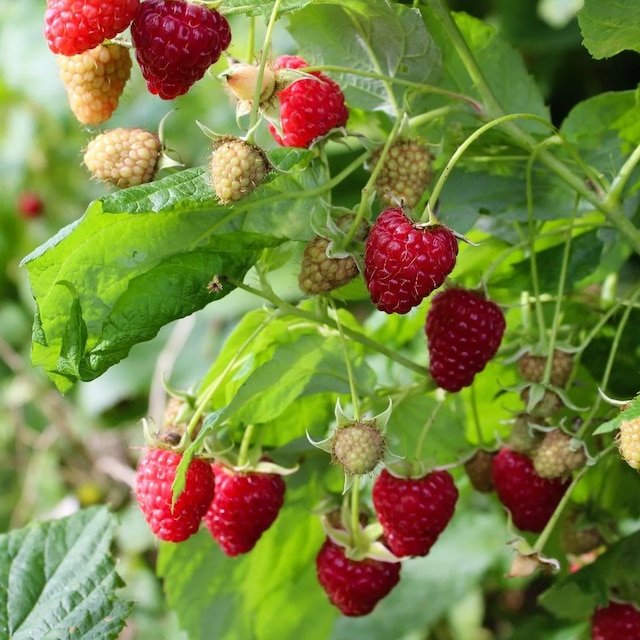 raspberry 'Malling Jewel'