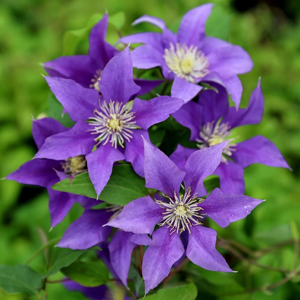 Clematis 'Olympia' 