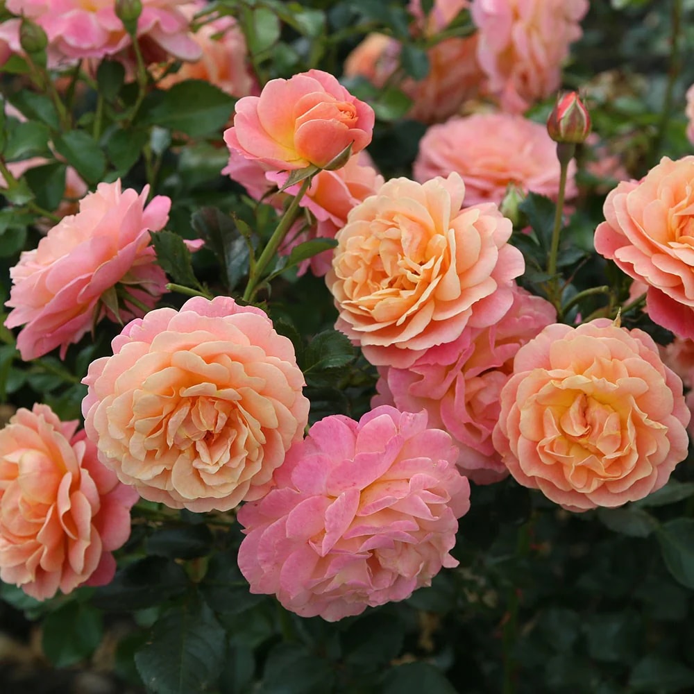 Rosa 'Peach Melba' 