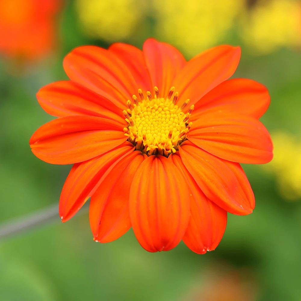 Tithonia rotundifolia ‘Torch’ 