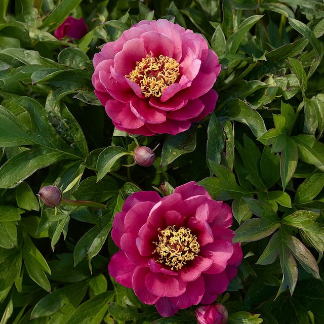 Paeonia 'Yankee Doodle Dandy'
