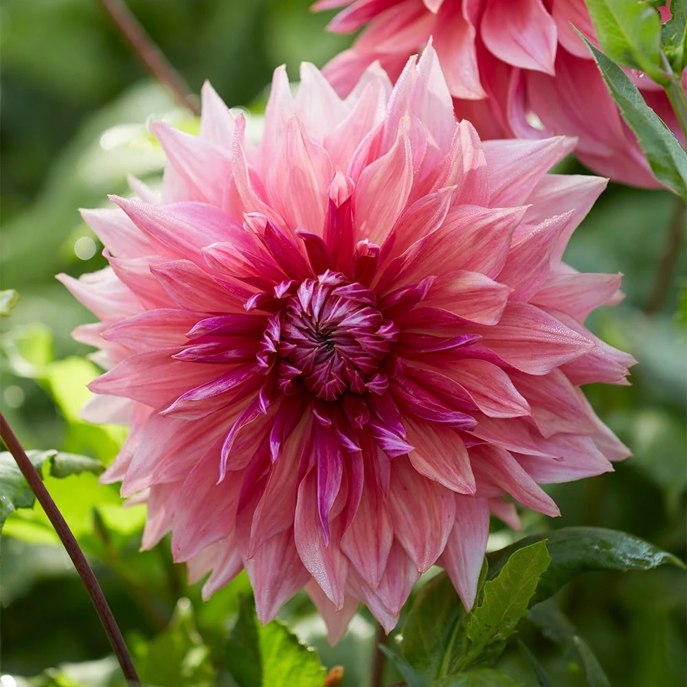 Dahlia ‘Penhill Dark Monarch’ 