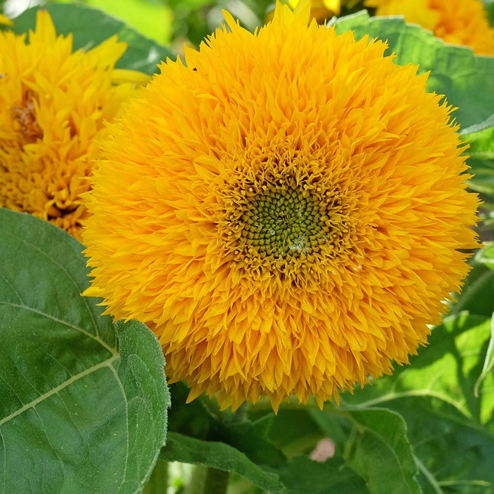'Teddy Bear'
