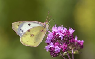 plants for butterflies