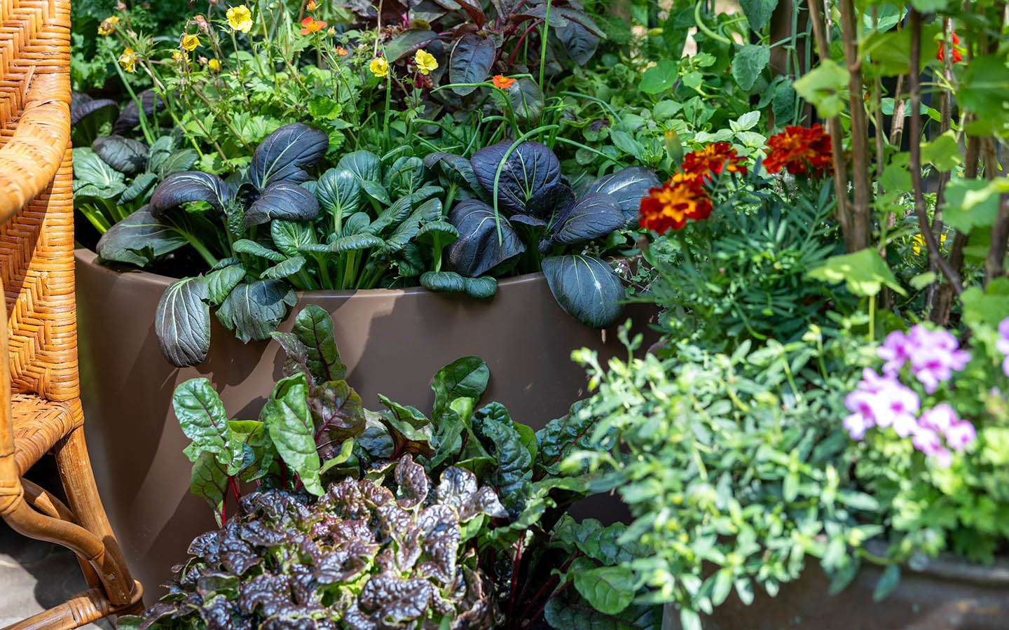 Salad leaves growing in a container on a balcony.