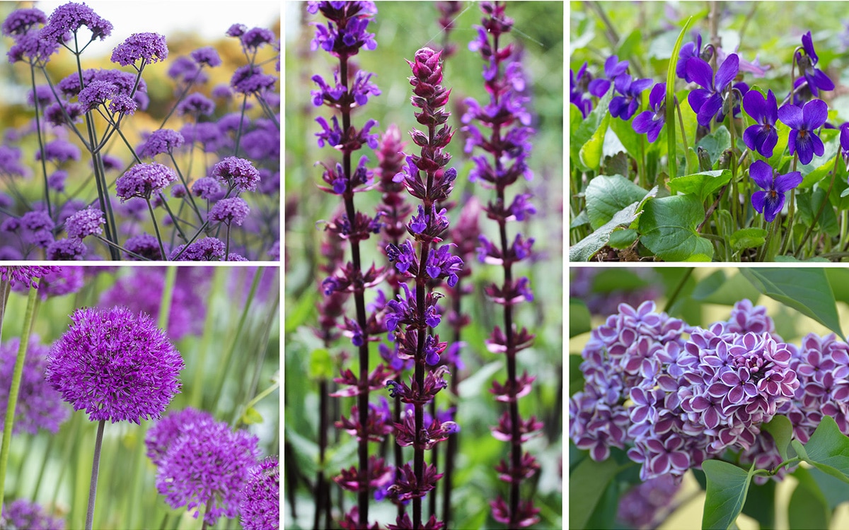 purple flowers