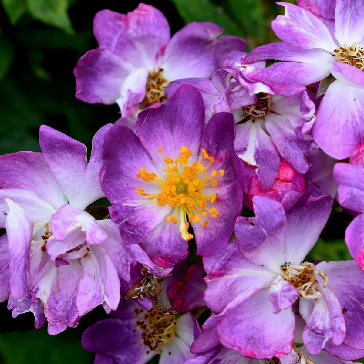 purple rambling rose flowers