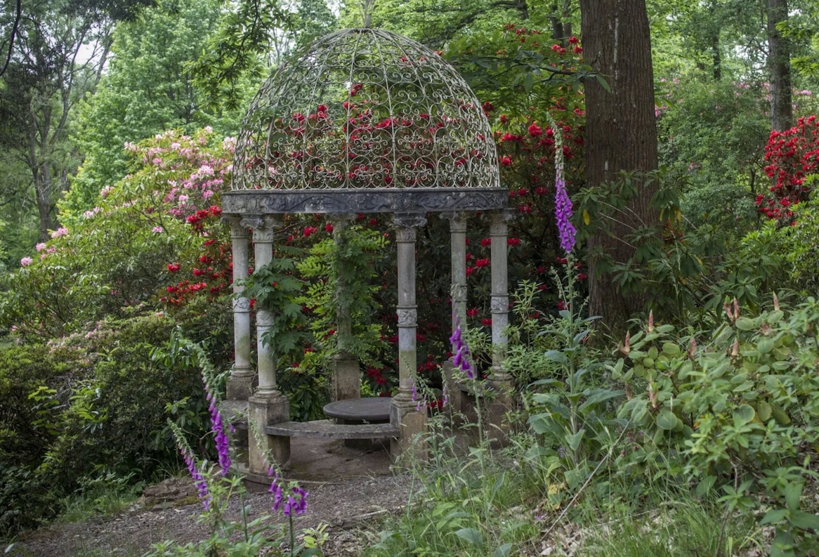 Rhododendron's growing in Lydney Park in Gloucestershire