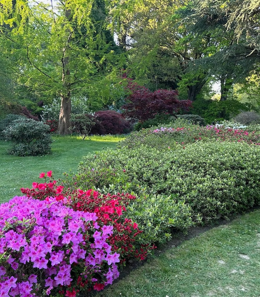 Rhododendron border at Ramster Garden in Godalming