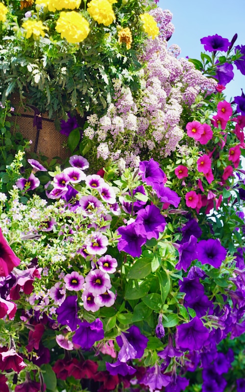 garden hanging baskets with mutlicoloured flowers pouring out