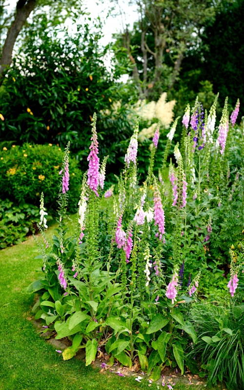 lush garden with flowers in boom