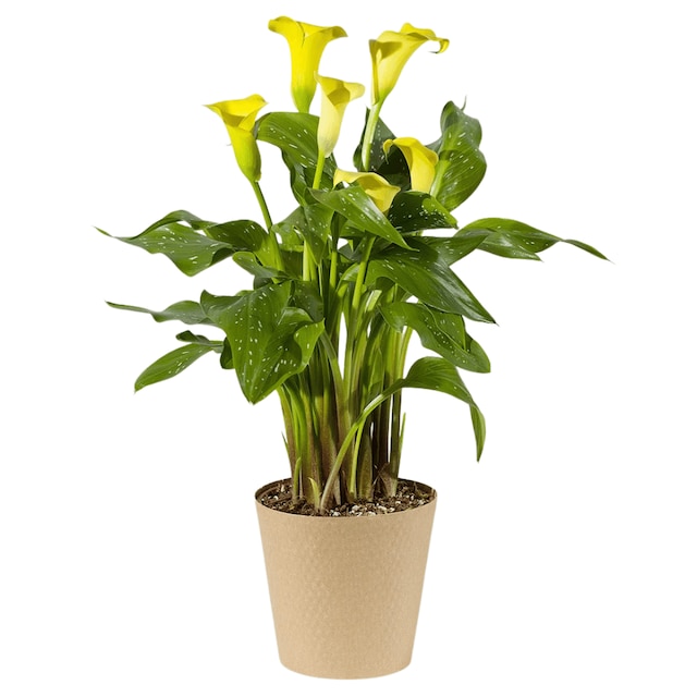 Yellow calla lily plant