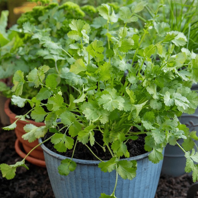 Coriander 