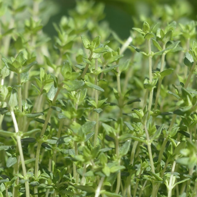 Thyme 'Thyme of Provence'