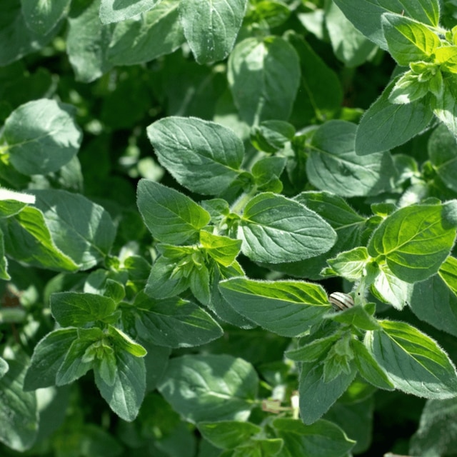oregano