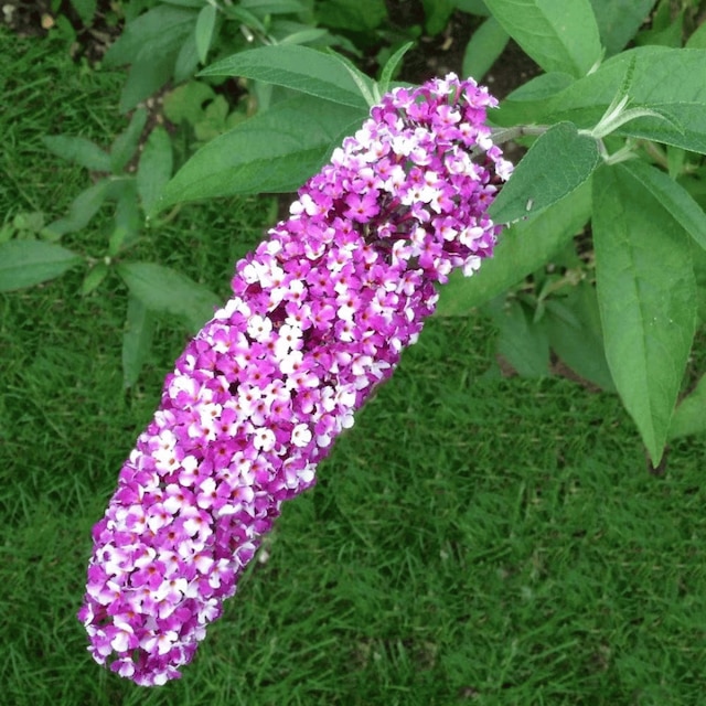 Buddleia 'Berries and Cream' in the garden