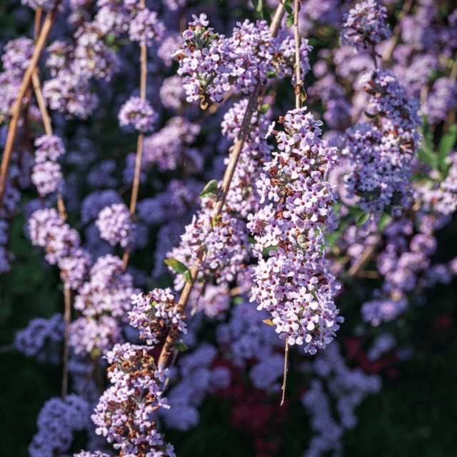Buddleia alternifolia