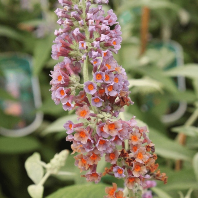 Buddleia × weyeriana 'Bicolor'