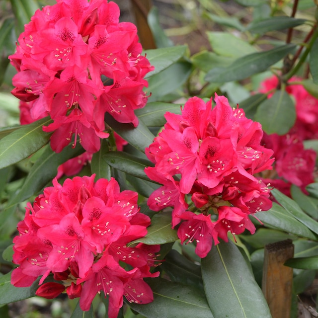 Rhododendron 'Nova Zembla'