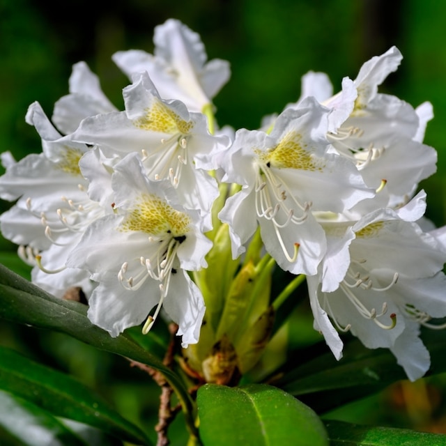 Close-up view to blooming white rhododendron (Cunningham's White rhododendron)
