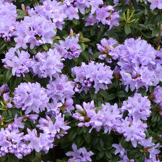 The purple flowers and green foliage of Rhododendron impeditum